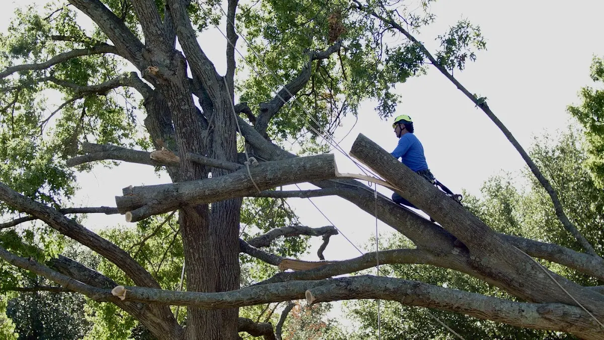 Professional Crown Thinning performed by certified arborists in Perham