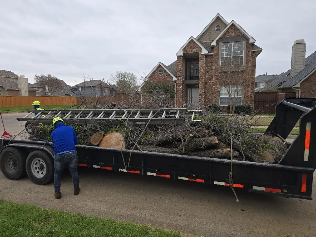 Expert Tree Removal with proper safety equipment in Perham